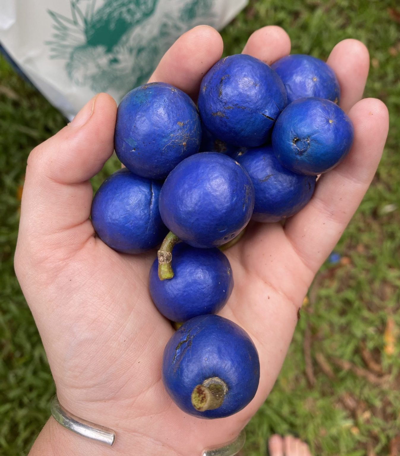 Японский синий фрукт