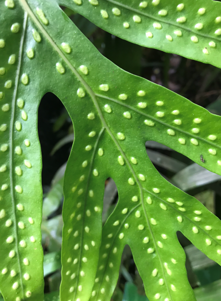 Common Laua’e Fern - Hawaii Tropical Bioreserve & Garden